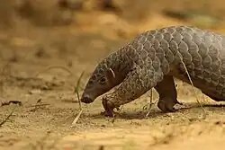 Hlava a přední polovina těla luskouna krátkoocasého, levá noha předsunutá.