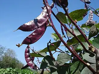 alternativní popis obrázku chybí