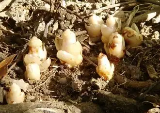 alternativní popis obrázku chybí