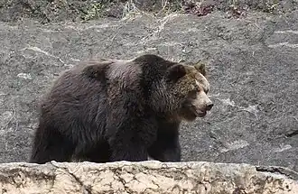Ursus arctos lasiotus