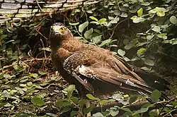 alternativní popis obrázku chybí