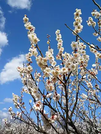 alternativní popis obrázku chybí