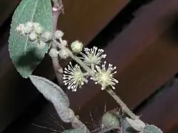 Květenství Croton crassifolius