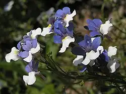 Nemesia strumosa 'KLM'