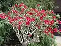 Adenium obesum, kultivar 'Crimson Star'