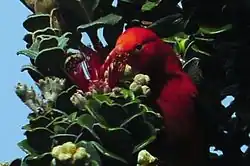 Šatovník šarlatový zachycen zepředu, je mu vidět prakticky jenom hlava. Zobákem se zanořuje do červeného květu, z nehož saje nektar