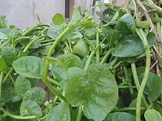 alternativní popis obrázku chybí