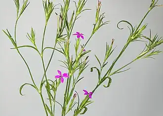 alternativní popis obrázku chybí