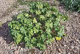 popis obrázku chybí