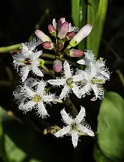Vachta trojlistá (Menyanthes trifoliata)