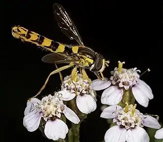 alternativní popis obrázku chybí