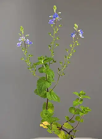 alternativní popis obrázku chybí