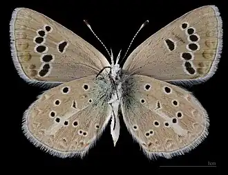 Polyommatus d. damone ♀ △