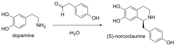 Biosyntéza 1,2,3,4-tetrahydroisochinolinů: substráty (S)-norkoklaurinsyntázy jsou 4-hydroxyfenylacetaldehyd a 4-(2-aminoethyl)benzen-1,2-diol (dopamin), jako produkty vznikají (S)-norkoklaurin a H2O.