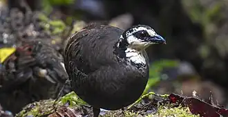 alternativní popis obrázku chybí