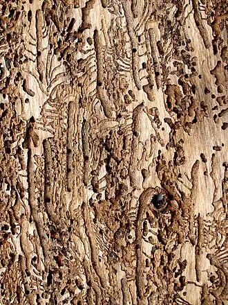 alternativní popis obrázku chybí