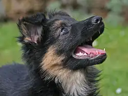 Osmitýdenní štěně německého ovčáka s černou maskou a svěšenýma ušima