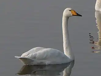 alternativní popis obrázku chybí