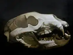 Blanka Valchářová, Medvěd, 2015