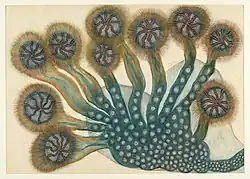 Bez názvu, pastel, tuš, pol. 60. let