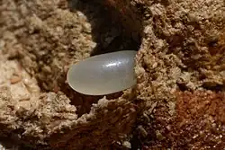 Detail vajíčka, je světlé, drobné a oválné a vyčuhuje z komůrky.