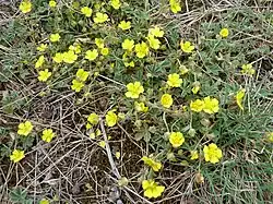 Mochna písečná (Potentilla incana)