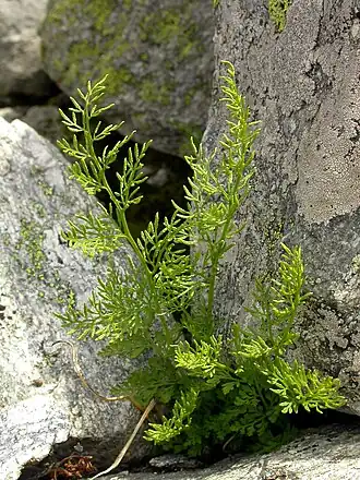 alternativní popis obrázku chybí