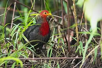 alternativní popis obrázku chybí