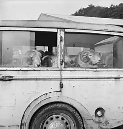 10. výroční prodej horských beranů v Dolgellau, 1953