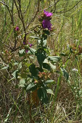 alternativní popis obrázku chybí