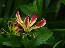 Gloriosa superba