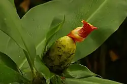 Costus