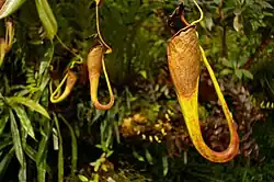 Nepenthes eymae
