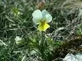 Viola tricolor ssp. saxatilis