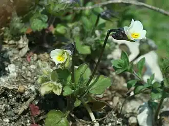 alternativní popis obrázku chybí