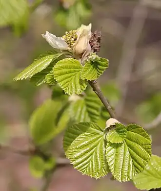 alternativní popis obrázku chybí