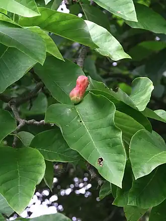 alternativní popis obrázku chybí