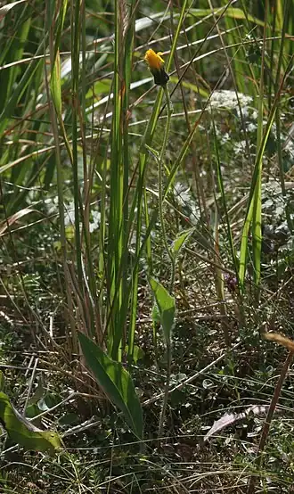 alternativní popis obrázku chybí