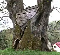 Sedloňovská lípa v roce 2016