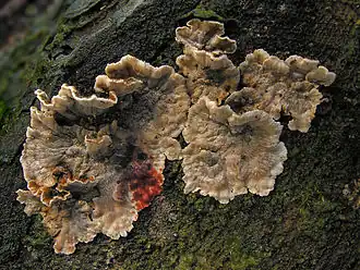 Pevník krvavějící (Stereum sanguinolentum)