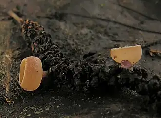 alternativní popis obrázku chybí