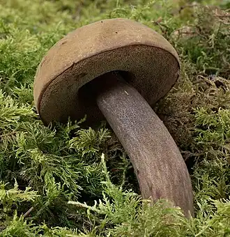 alternativní popis obrázku chybí