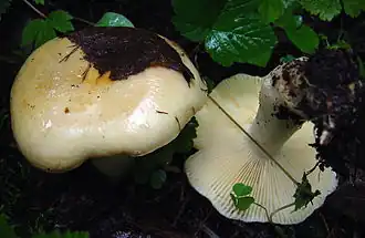 alternativní popis obrázku chybí