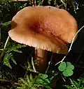 Ryzec liškový (Lactarius theiogalus)