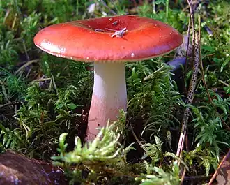 alternativní popis obrázku chybí