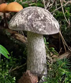 Leccinum variicolor