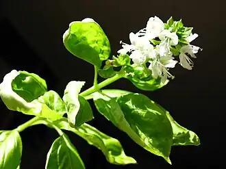 alternativní popis obrázku chybí