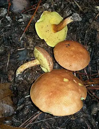 alternativní popis obrázku chybí