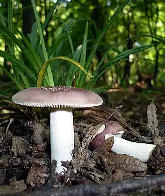 alternativní popis obrázku chybí