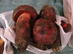 Rubroboletus sinicus